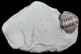 Wide, Enrolled Flexicalymene Trilobite In Shale - Ohio #84598-1